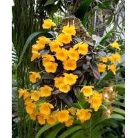 ราคา เอื้องผึ้งจิ๋ว เอื้องผึ้งน้อย เกาะไม้ยาว 6 นิ้ว 25 30 ต้น กล้วยไม้ป่า ออกดอกประมาณ เดือนเมษายน 1 ไม้ พฤกษา14กล้วยไม้ป่า (11144456443)