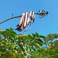 ราคา ลูกเพกาสด หรือ หมากลิ้นฟ้า ขนาดความยาว 30 40 เซนติเมตร ขายเป็นลูก (21132655896)