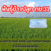 ราคา พันธุ์ข้าว กข31 ข้าวพันธุ์กข31 ข้าวปลูก กข31 พันธุ์ข้าวปลูก กข31 จำนวน 1 กิโลกรัม (20909504904)