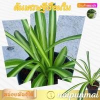 ราคา ต้นเศรษฐีเรือนใน กระถาง 3 นิ้ว ไม้มงคล ส่งพร้อมกระถาง (20981181885)