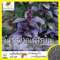 ราคา เมล็ดพันธุ์ ชุดโหระพา ขายดี ปลูกง่าย ใบดก โตไว โหระพาอิตาลีใบใหญ่ โหระพาอบเชย โหระพาเรดรูบิน ดาร์กโอปอลโหระพา (10202326016)