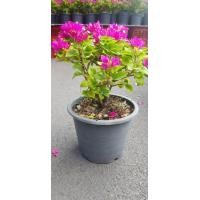 ราคา ต้นเฟื่องฟ้าแคระ เฟื่องฟ้า Bougainvillea เฟื่องฟ้าสาวิตรี ดอกสีสดใส สีชมพูบานเย็น จัดส่งพร้อมกระถาง 8 นิ้ว ลำต้นสูง 30 ซม (20978485517)