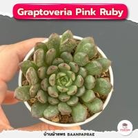 ราคา รวมกุหลาบหินและไม้อวบน้ำ กระถาง2นิ้ว หลายสายพันธุ์ ส่งทั้งกระถาง cactus succulent (17332399718)
