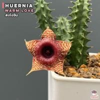 ราคา เก๋งจีน Huernia Warm Love แคคตัส กระบองเพชร cactus succulent (16084640722)