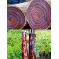 ราคา โปรโมชั่นสุดคุ้ม 1 ชุดมี 3 ต้นราคา 100 บาทต้นพยุงไหหลำ ต้นสวยแข็งแรงพร้อมปลูก เป็นไม้เนื้อดีราคาสูงปลูกได้ทุกพื้นที่ ต้นพยุงไหหลำหรือฮวงหัวลี่ ไม้เนื้อดีราคาสูง ขนาด20 40cm (18346808166)