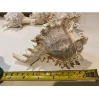 ราคา เปลือกหอยสังข์มะระ ขนาดเล็ก สำหรับตกแต่งบ้าน ตกแต่งสวน ตกแต่งตู้ปลา (20657923238)