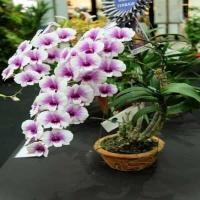 ราคา 30 เมล็ดพันธุ์ เมล็ดกล้วยไม้ ฟาแลนนอปซิส Phalaenopsis Orchids Orchid flower seeds อัตราการงอก 80 85 (11769483934)