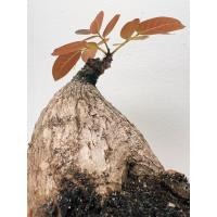 ราคา มะยมเงิน มะยมทอง เลี้ยงยังไง มะยมเงิน มะยมทองต้นใหญ่ ต้น มะยมเงิน มะยม ทอง ความเชื่อ มะยมเงิน มะยมทอง ราคา มะยมเงิน มะยมทอง ขยายพันธุ์ (20298691404)