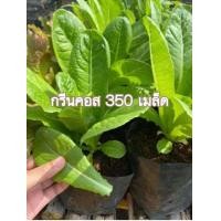 ราคา เมล็ดพันธุ์ เมล็ดผักสลัด กรีนคอส เมล็ดพันธุ์ผัก เมล็ดผักสลัดนอก 350 เมล็ด 10 แถม 1 คละได้ (7836223204)