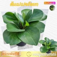 ราคา ต้นเปเปอร์หยก กระถาง 3นิ้ว ไม้มงคล ส่งพร้อมกระถาง (20988467350)