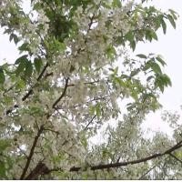 ราคา พญาเสือโคร่งสีขาว25เมล็ด (19200832049)