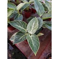 ราคา ต้นฟิโลเดนดรอน เบอร์กิ้น Philodendron Birkin ต้นใหญ่ สวย (17298026480)