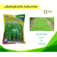 ราคา เมล็ดพันธุ์ผักบุ้งจีน ไผ่เรียกทรัพย์ เจียไต๋ 1 กิโลกรัม (18803461008)