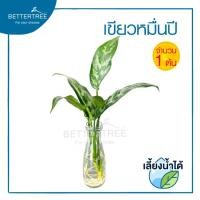 ราคา ต้นไม้ตัดกิ่งเลี้ยงน้ำ จำนวน 1 กิ่ง ต้นไม้ฟอกอากาศ พลูด่าง ต้นไม้ plalnts (16218258195)
