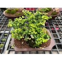 ราคา สวนถาด ไม้มงคล บอนไซแคระ สน แก้วแคระ (20748878315)