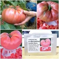 ราคา เมล็ดพันธุ์ มะเขือเทศยักษ์ เบลเยียม Giant Pink Belgium Tomato Seed 20 เมล็ด คุณภาพดี ราคาถูก ของแท้ (5964984874)