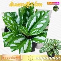 ราคา ต้นเศรษฐีนําโชค กระถาง 3 นิ้ว ไม้มงคล ต้นไม้จิ๋ว ส่งพร้อมกระถาง (21061889424)