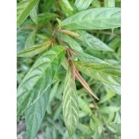 ราคา ขาไก่แดง ตัดสดตามสั่ง 250กรัม (11851855819)