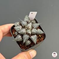 ราคา Haworthia Yuki Keshiki ฮาโวเทีย ไม้อวบน้ำ กุหลาบหิน cactus succulentหลากหลายสายพันธุ์ (7744675998)