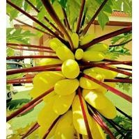 ราคา เมล็ดพันธุ์มะละกอพันธุ์ต่างๆมีดังนี้ (7822905070)