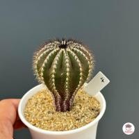ราคา แผงคอม้า Uebelmannia แคคตัส กระบองเพชร cactus succulent (20719788210)