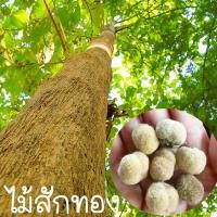 ราคา ไม้สักทอง สำหรับปลูก ถูกที่สุด25บ เมล็ดพันธุ์ไม้สักทอง10เมล็ด ปลูกง่าย ไม้ป่า ไม้เศรษกิจ (15461233057)