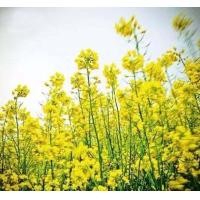ราคา ของแท้ 100 เมล็ดพันธุ์ คาโนลา 200 pcs Canola Rape Seed เมล็ดคาโนลาไฮบริดเมล็ดดอกเรปเมล็ดน้ำมันที่ผลิตสูงน้ำมันเรพซีดเมล็ดดอกไม้ประดับดอกไม้ทะเล เมล็ดดอกไม้สวย ต้นไม้มงคล ต้นไม้ประดับ พันธุ์ดอกไม้ ผักส