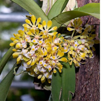 ราคา กล้วยไม้เอื้องช้างรอบคอ ช้างเสือดาว ติดไม้ 6 นิ้ว 2 4 ลำต้น ดอกพฤศจิกา กุมภา กล้วยไม้ป่าแท้ กล้วยไม้ป่าหอม กล้วยไม้ป่าขวด Taeng Suan shop (15961641901)