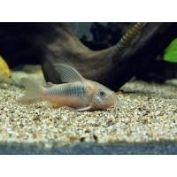 ราคา อาหารสำหรับปลา ปลาแพะเขียว (21189475686)