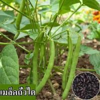 ราคา พร้อมส่ง ง่ายต่อการปลูกถั่วลันเตา เมล็ดถั่วลันเตาสด 100 บรรจุเมล็ดถั่วลันเตาออร์แกนิก 100 เมล็ด เมล็ดถั่วลันเตาออร์แกนิก เมล็ดถั่วลันเตาออร์แกนิก เมล็ดถั่วลันเตาออร์แกนิก เมล็ดถั่วลันเตาออร์แกนิก เมล