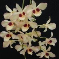 ราคา เอื้องช้างน้าว กล้วยไม้ กระถาง 4 นิ้วต้นสูง 12 15 นิ้ว 8 10 ต้น กล้วยไม้สวยๆ กล้วยไม้ป่าแท้ กล้วยไม้หายาก กล้วยไม้สวยๆ Taeng Suan shop (11864761937)