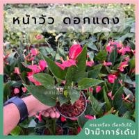 ราคา หน้าวัวแคระ มาพร้อมกระถาง (17297966189)