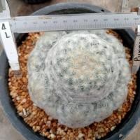 ราคา แมมขนนกขาว ต้นใหญ่ แม่พันธ์ ไม้เมล็ด พร้อมออกดอกทันที ต้นกระบองเพชร ต้นแคคตัส แคคตัส กระบองเพชร (16960672027)