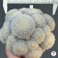 ราคา แมมขนนกขาวฟอร์มกอ Mammillaria Plumosa แคคตัส กระบองเพชร cactus succulent (19609295153)