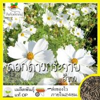 ราคา เมล็ดพันธุ์ ชุด ดอกดาวกระจาย ดอกคอสมอส ปลูกง่าย ทนร้อนโตไว พร้อมส่ง ดาวกระจายเซนเซชั่น สีขาว พิโคที สีแดง สีชมพู สีเหลือง ขายดี (8914617422)