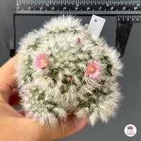 ราคา แมมขนแกะ Mammillaria Bocasana แคคตัส กระบองเพชร cactus succulent (6073912465)