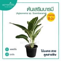 ราคา เสริมบารมี กระถาง 8 นิ้ว หรือบารมีรัตนโกสินทร์ ต้นไม้งมงคล ต้นไม้ฟอกอากาศ plant (20729638924)