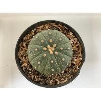 ราคา แอสโตรไฟตัม ASTROPHYTUM no 2 11 (20775329842)