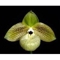 ราคา รองเท้านารีมาลิโพเอนเซ่ Paphiopedilum malipoense (16018558835)