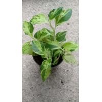 ราคา กวักราชินี กวักทอง นางกวัก นกน้อยนำโชคใบด่าง ไม้มหามงคล มหาโชคลาภ กวักเรียกเงินเรียกทอง กระถาง 3 นิ้ว 39 บาท (4868814927)