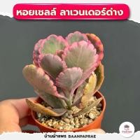 ราคา รวมกุหลาบหินและไม้อวบน้ำ กระถาง2นิ้ว หลายสายพันธุ์ ส่งทั้งกระถาง cactus succulent (20719074812)