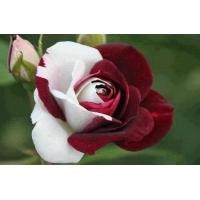 ราคา 30 เมล็ด เมล็ดพันธุ์ กุหลาบ สีแดง ขาว Rose seed ดอกใหญ่ นำเข้าจากต่างประเทศ พร้อมคู่มือ เมล็ดใหม่ (8456044685)