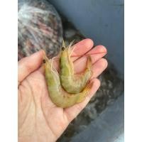 ราคา ส่งฟรี กุ้งทะเล หวาน สด สะอาด จากทะเลอันดามัน ขนาดเล็ก 1 กิโลกรัม แพคสูญญากาศอย่างดี เหมาะกับทำทอดมันกุ้ง ติ่มซำ กุ้งหวาน Seafood From Home (16560364623)