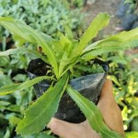 ราคา ต้นจิงจูฉ่าย ถุงใหญ่ ถุงละ 50 บาท ต้นโต แข็งแรงพร้อมปลูก จิงจูไฉ่ จินจูฉ่าย สมุนไพรใส่ในต้มเลือดหมู ขับลม บำรุงไต (16953422488)