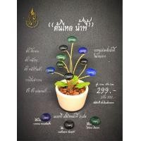 ราคา ส่งฟรี ต้นไหลน้ำพี้ ไหล 9 เม็ด ในกระถางบรรจุแร่เหล็กน้ำพี้ (16496809672)