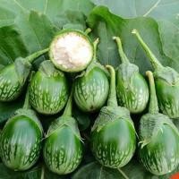 ราคา เมล็ดพันธุ์ มะเขือเปราะ ลายคางกบ มะเขือลายคางกบ 1100 เมล็ด 10 แถม 1 คละได้ (10731797888)