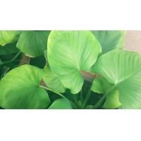 ราคา ว่านเสน่ห์จันทร์เขียว เชื่อว่าเป็นว่านประเภทส่งเสริมด้านเมตตาค้าขายเมตตามหานิยม เรียกทรัพย์ ขายเป็นกิ่ง ในถุงดำ พร้อมปลูก 69บาท (10020279921)