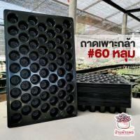 ราคา ถาดหลุมเพาะชำ 60 หลุม ถาดเพาะเมล็ด เพาะกล้าไม้ (4529812269)