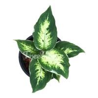 ราคา เศรษฐีรับเงิน กระถาง 6 นิ้ว Aglaonema sp Setthirapngoen Pot 6 (20453008364)