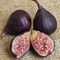 ราคา 10 เมล็ด เมล็ดมะเดื่อฝรั่ง Figs สายพันธุ์ Brown Turkey มะเดื่อฝรั่ง หรือ ลูกฟิก Fig อัตราการงอก 70 80 Figs seeds (9079299281)